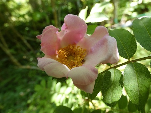 箱根サンショウバラ