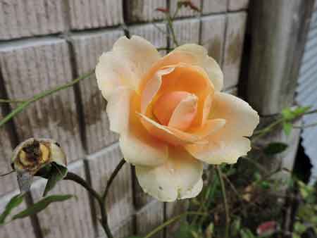 ロイヤルサンセット