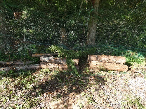 伐採した杉