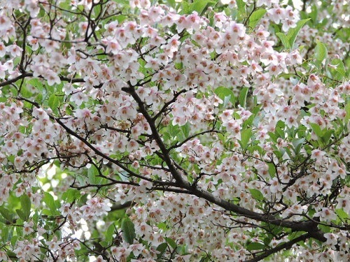紅花エゴノキ5