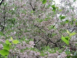 紅花エゴノキ2019-1