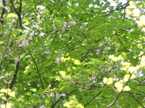 育樹園の紅花エゴノキ2