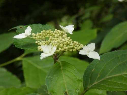 gKNP
