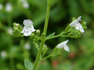 calamint01.jpg