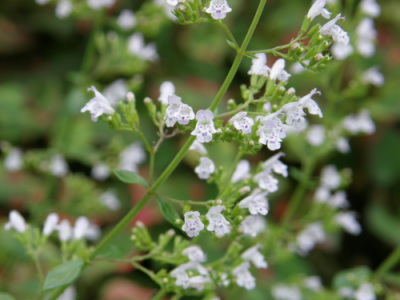 calamint03.jpg