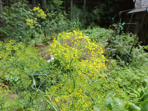 ディルの花