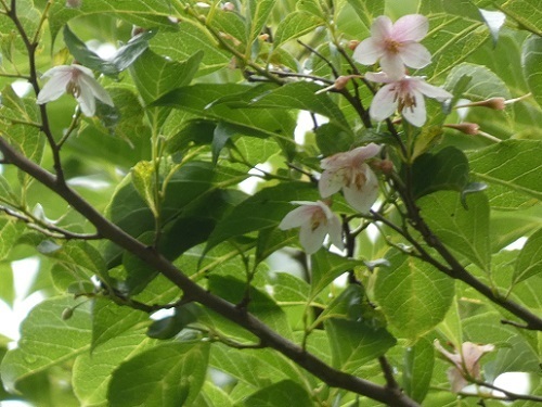 紅花エゴノキ2