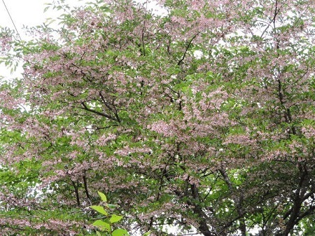 紅花エゴノキ1