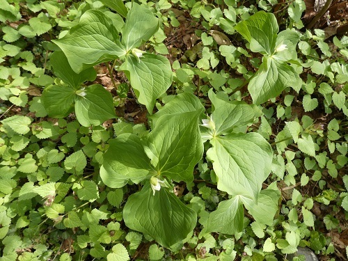 エンレイソウ白花1