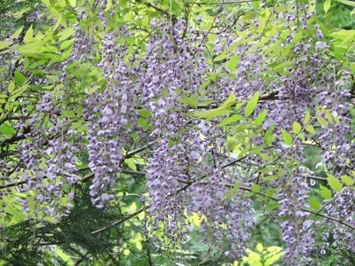 フジ3