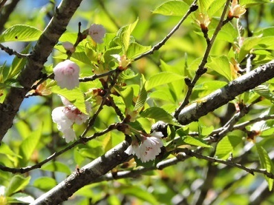 大阪冬桜