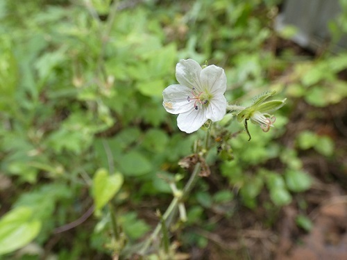 ゲンノショウコ白花