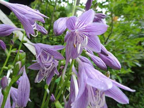 細葉のギボウシの花