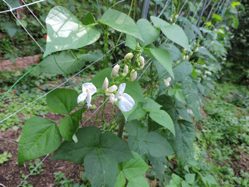 白花豆