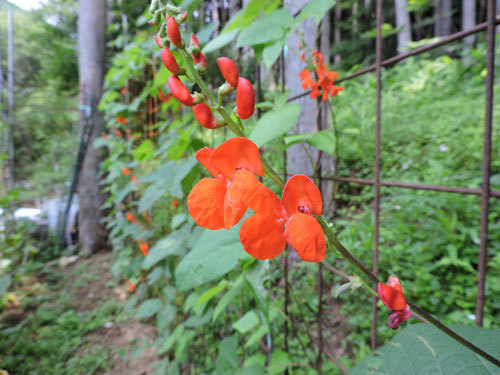 紫花豆