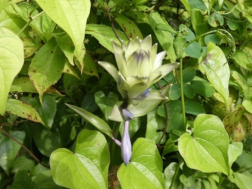 ギボウシの花3