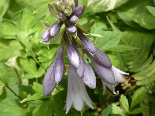 ギボウシの花4