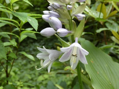 ギボウシの花6
