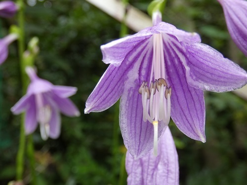 ギボウシの花8