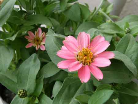 花苗