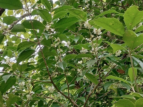 qCMNZCP