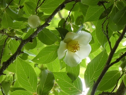 英彦山ヒメシャラ2