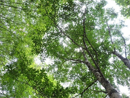 英彦山ヒメシャラ1