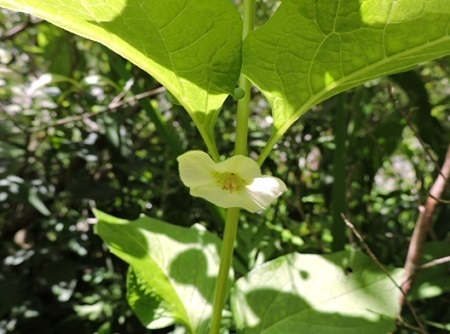 ホオズキの花