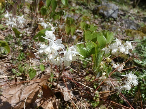 イカリソウ白花