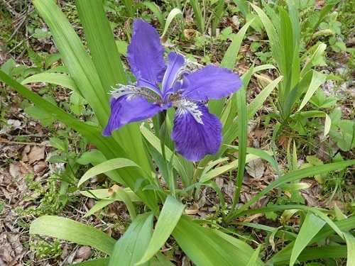 イチハツ