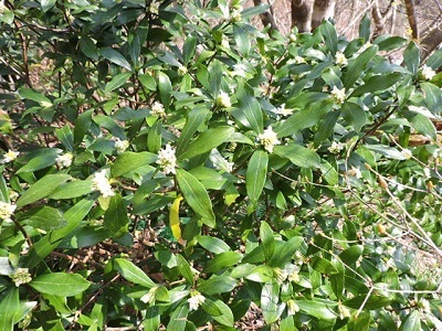 白花沈丁花