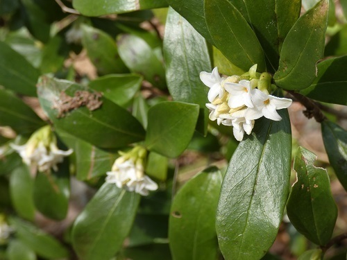 沈丁花