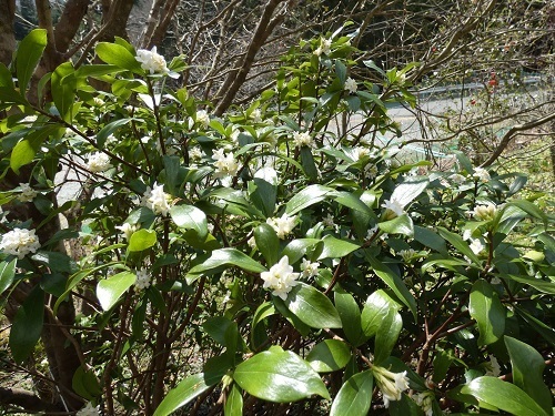 白花沈丁花