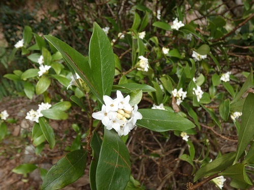 沈丁花