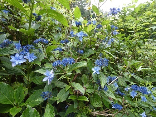 城ケ崎1