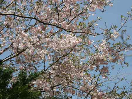 十月桜