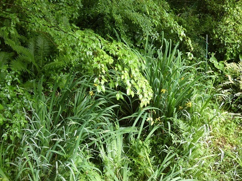 ログ前の小池