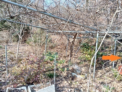 キウィ棚の整備3