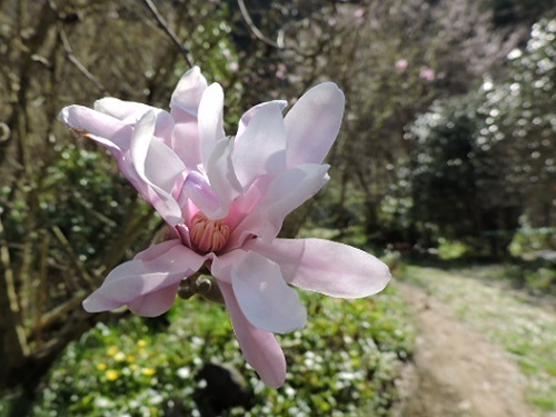 紅花ヒメコブシ2