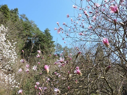 ヒメコブシ白花と紅花