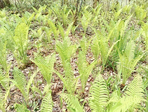 育樹園のコゴミ畑1