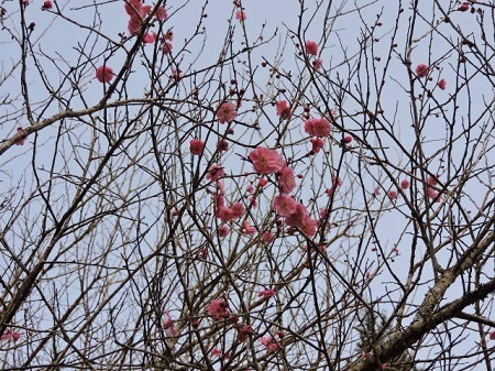 早咲きの紅梅