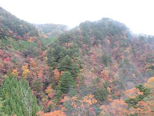 紅葉1