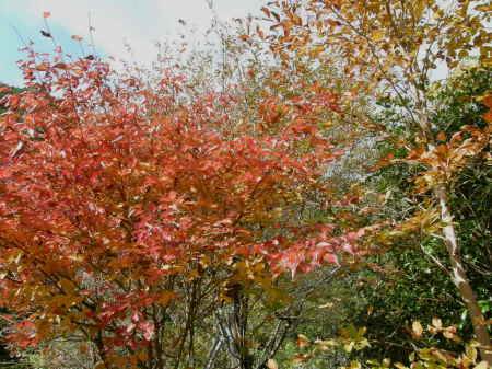 紅葉