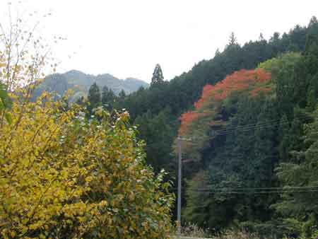紅葉