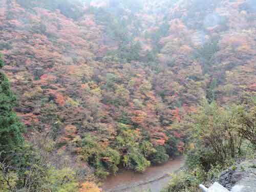 紅葉2