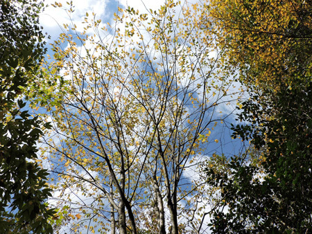 山の庭の紅葉2