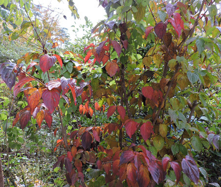 山の庭の紅葉6