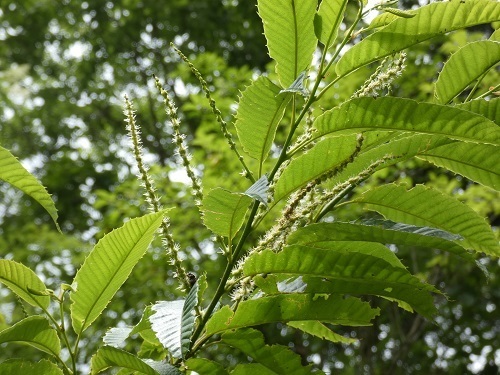 Ỉ