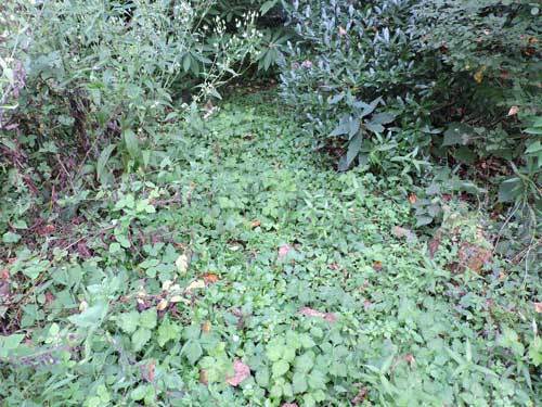 草だらけの庭奥への小道